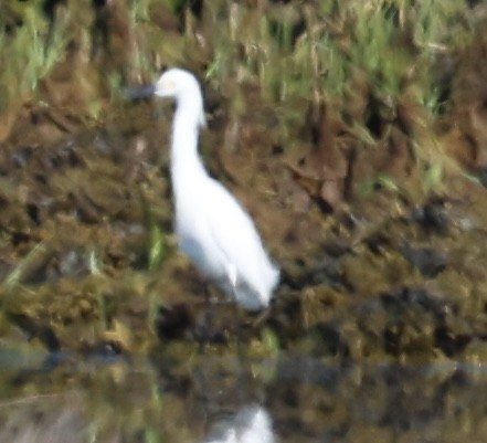 Snowy Egret - burton balkind