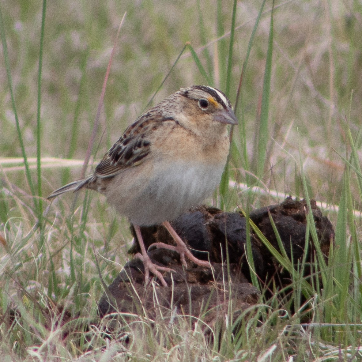 Grasshopper Sparrow - ML618935118