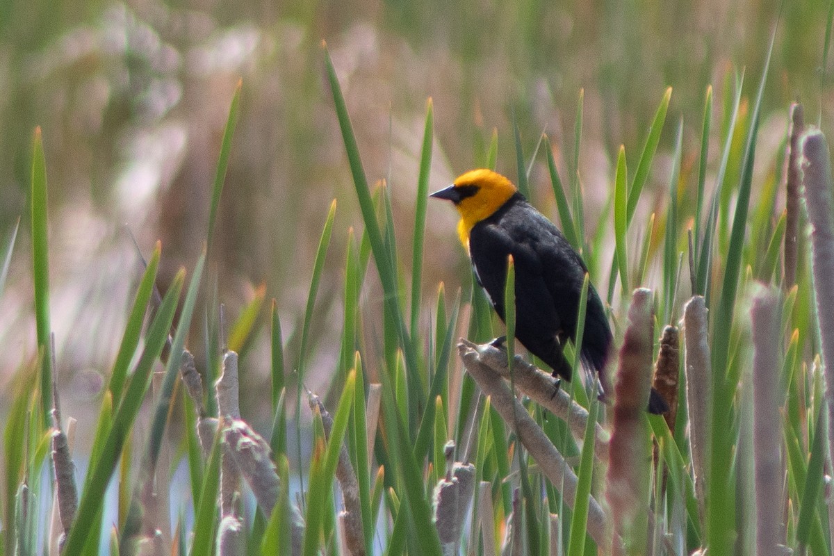 Yellow-headed Blackbird - ML618935132
