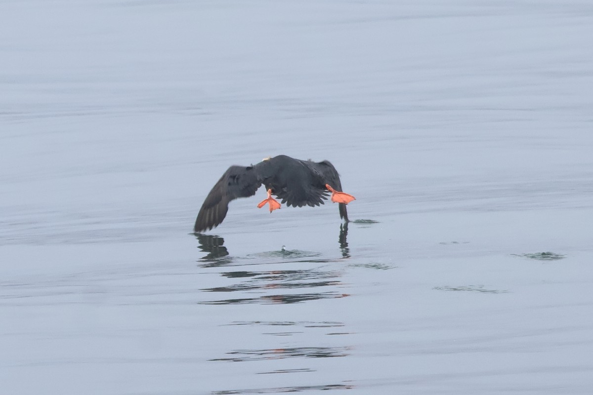 Tufted Puffin - ML618935164