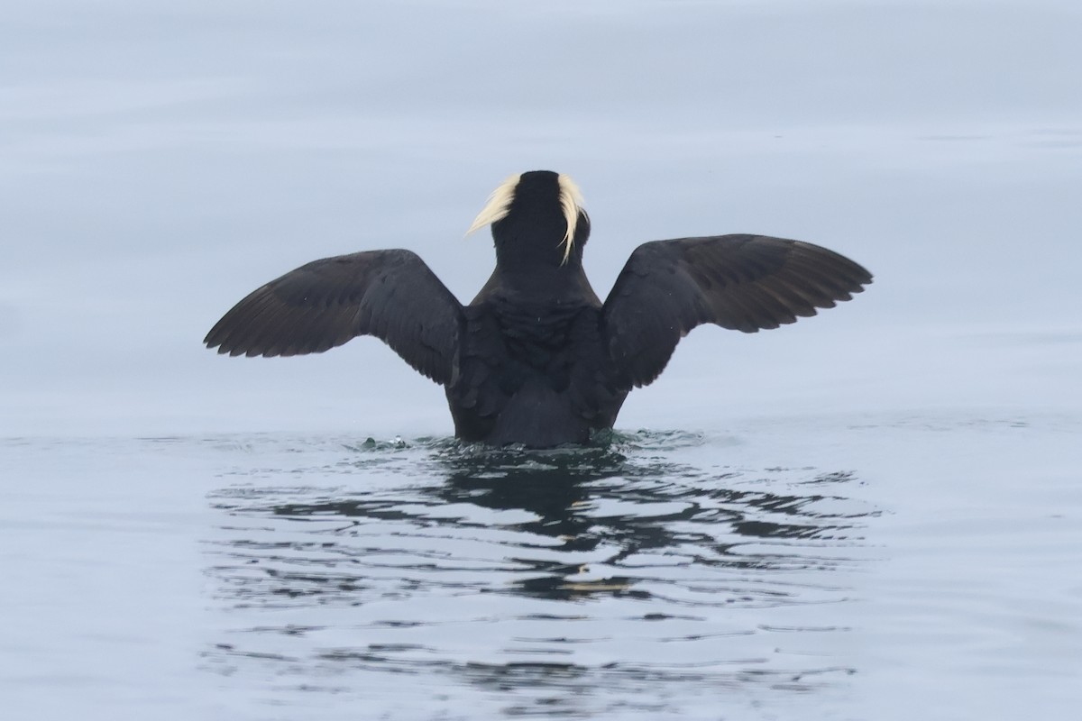 Tufted Puffin - ML618935166