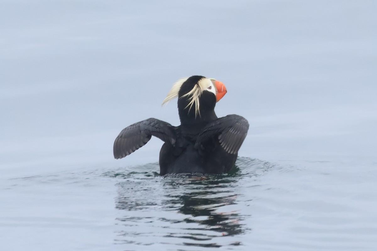 Tufted Puffin - ML618935167