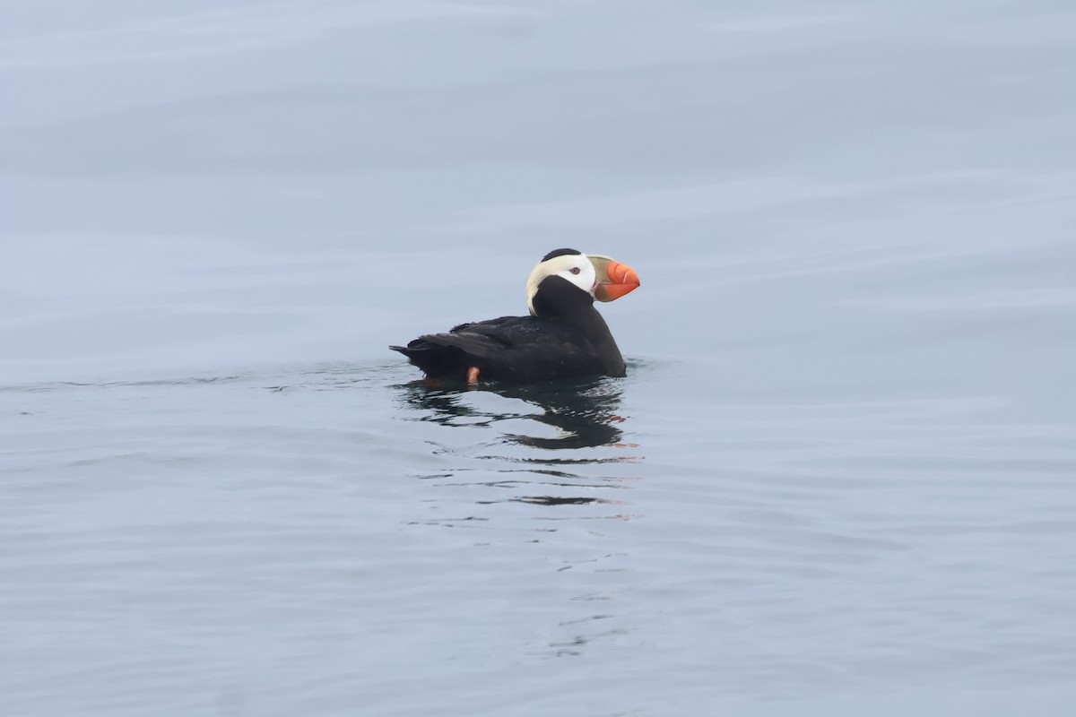 Tufted Puffin - ML618935168
