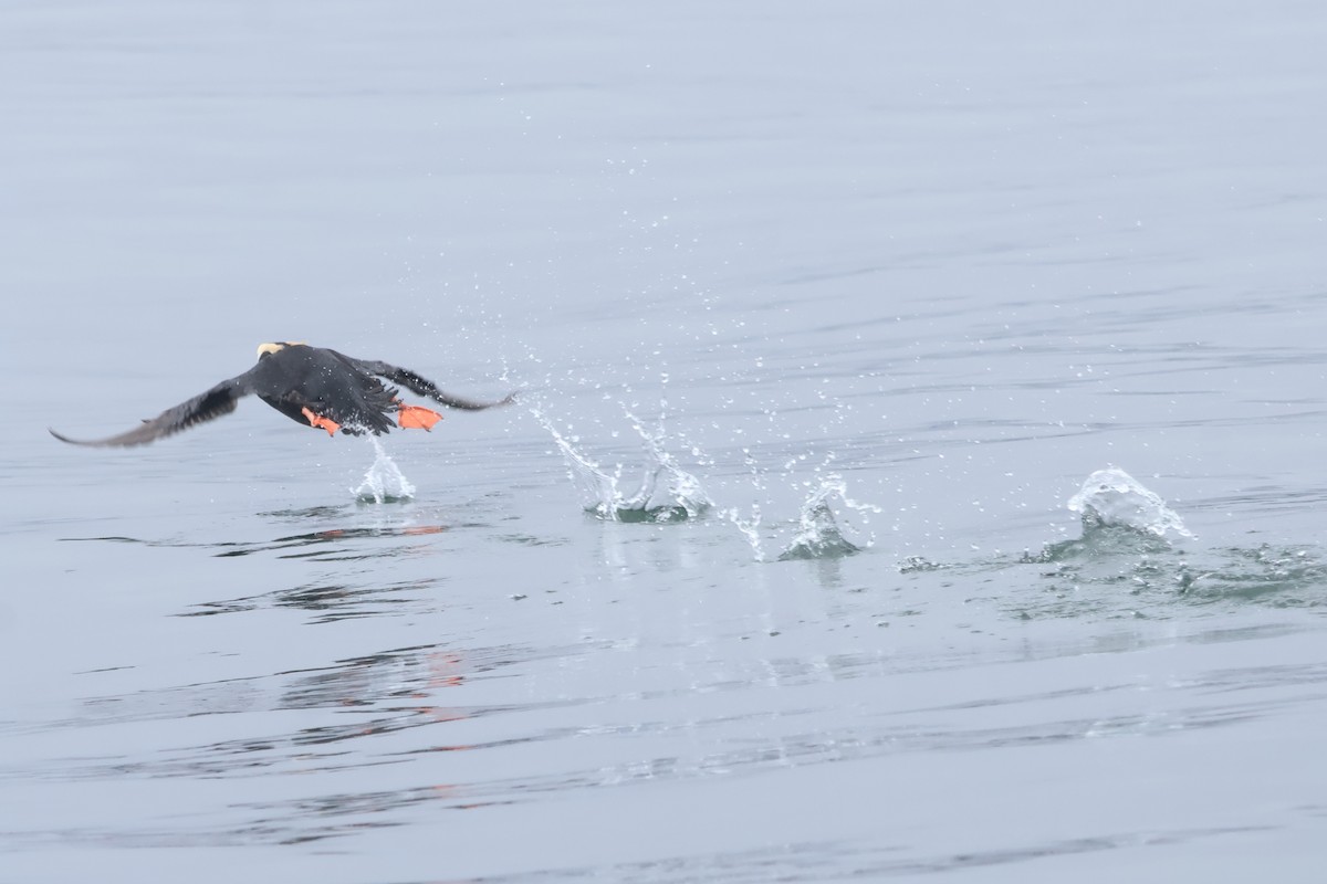 Tufted Puffin - ML618935173