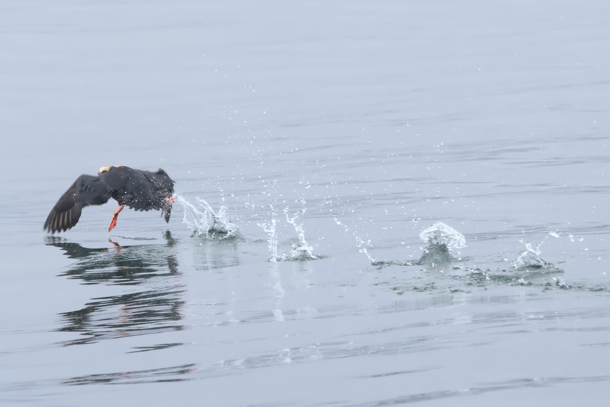 Tufted Puffin - ML618935174