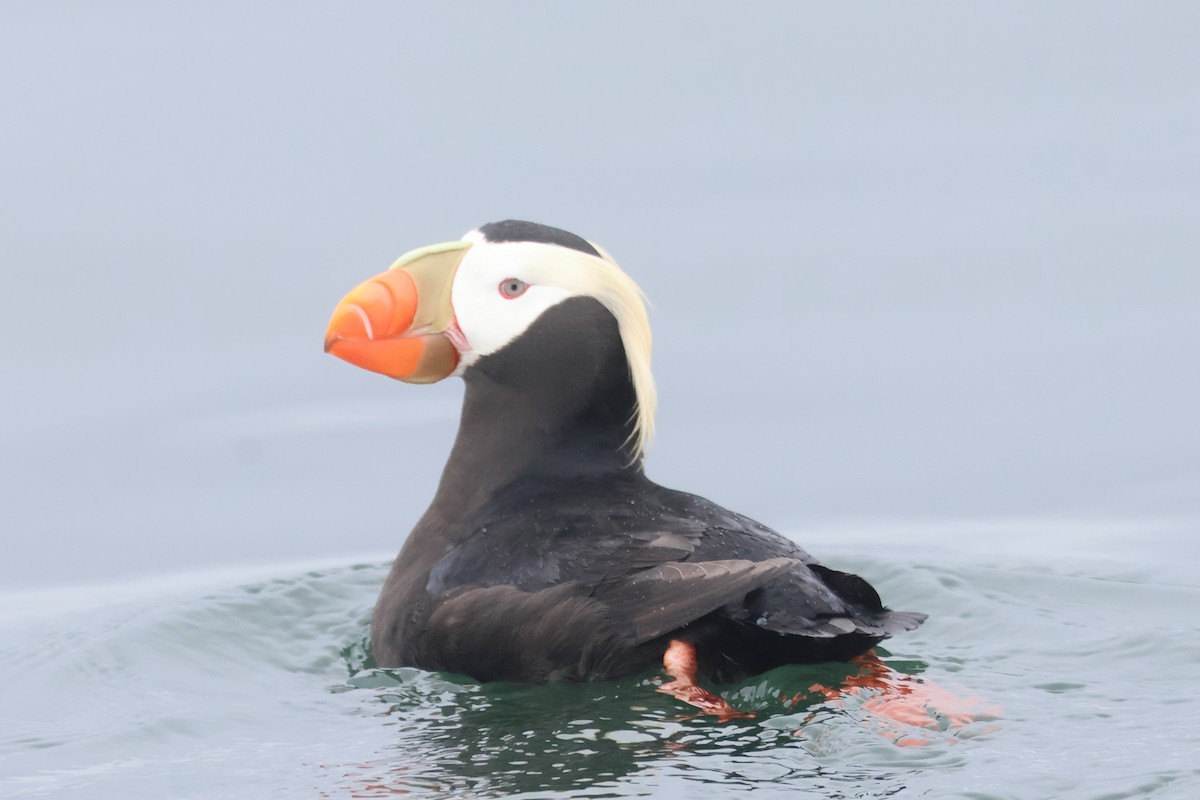 Tufted Puffin - ML618935175