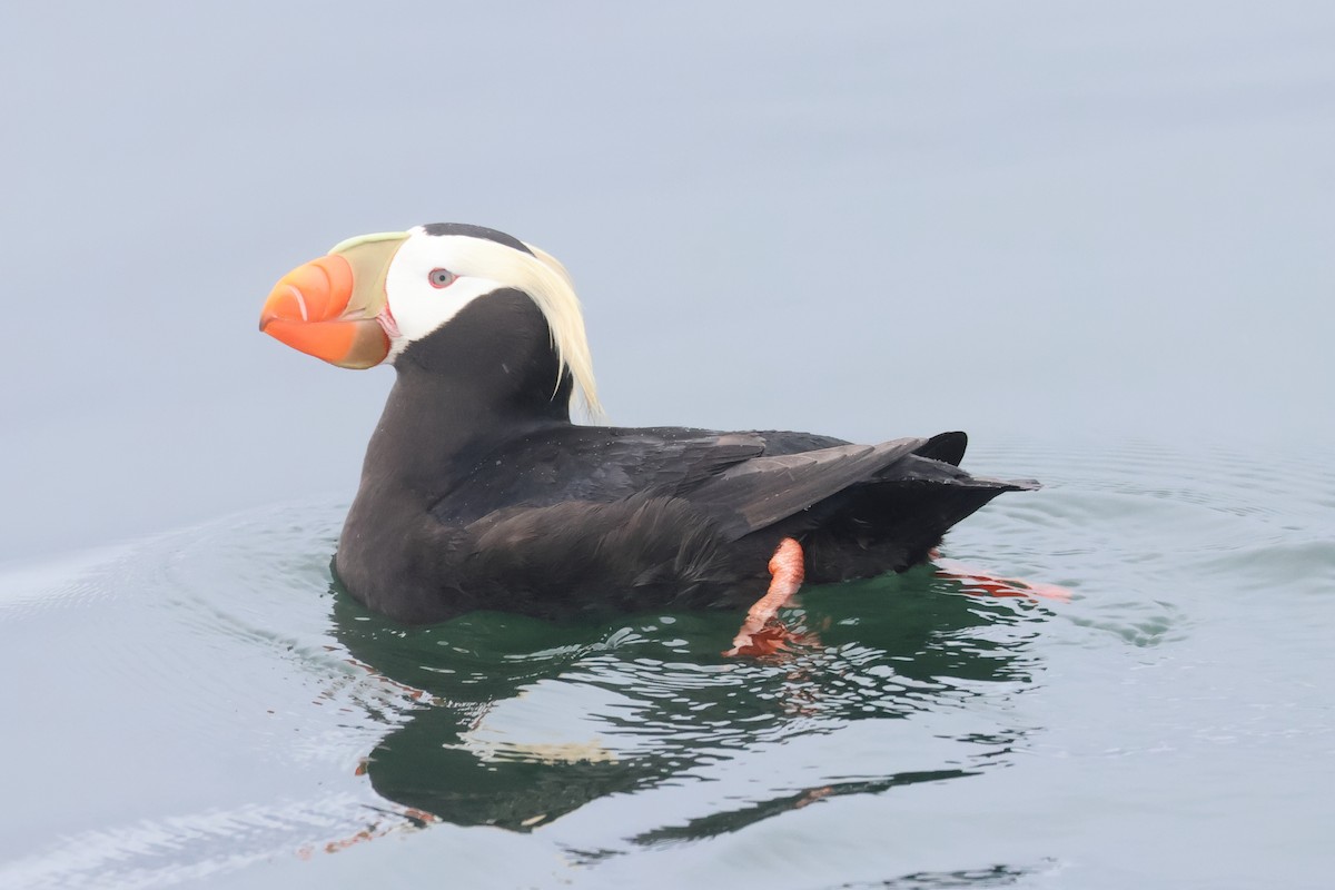 Tufted Puffin - ML618935176