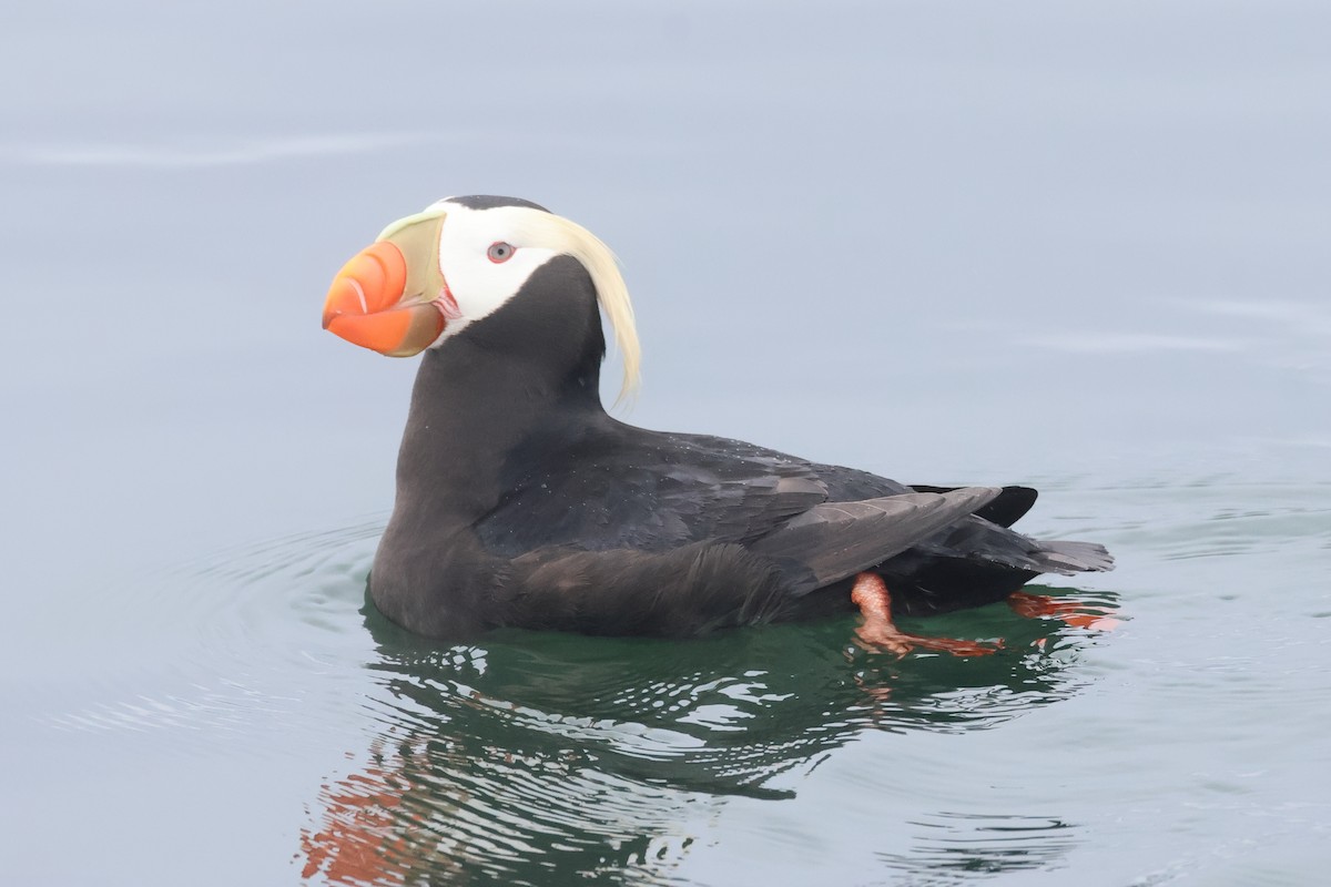 Tufted Puffin - ML618935177