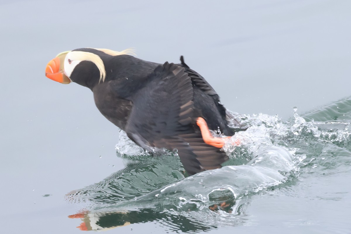Tufted Puffin - ML618935178