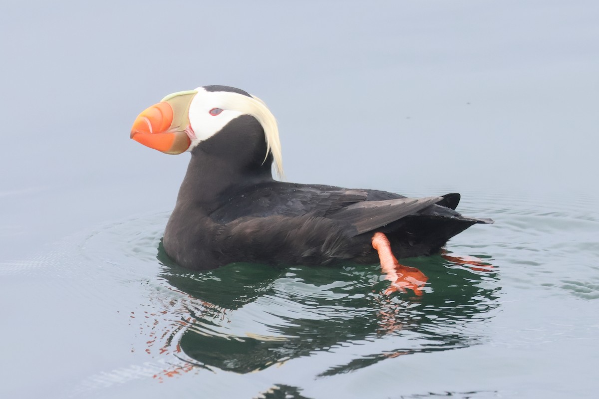Tufted Puffin - ML618935179