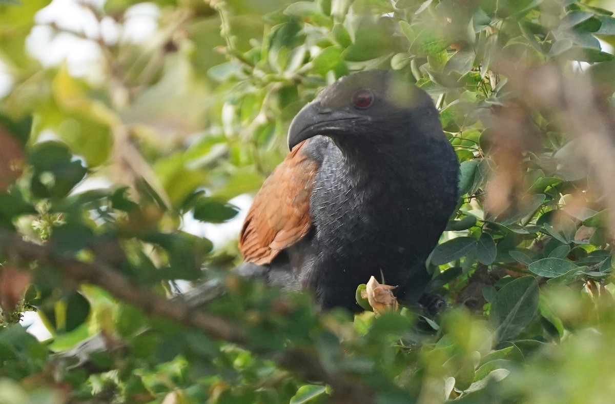 Greater Coucal - ML618935186