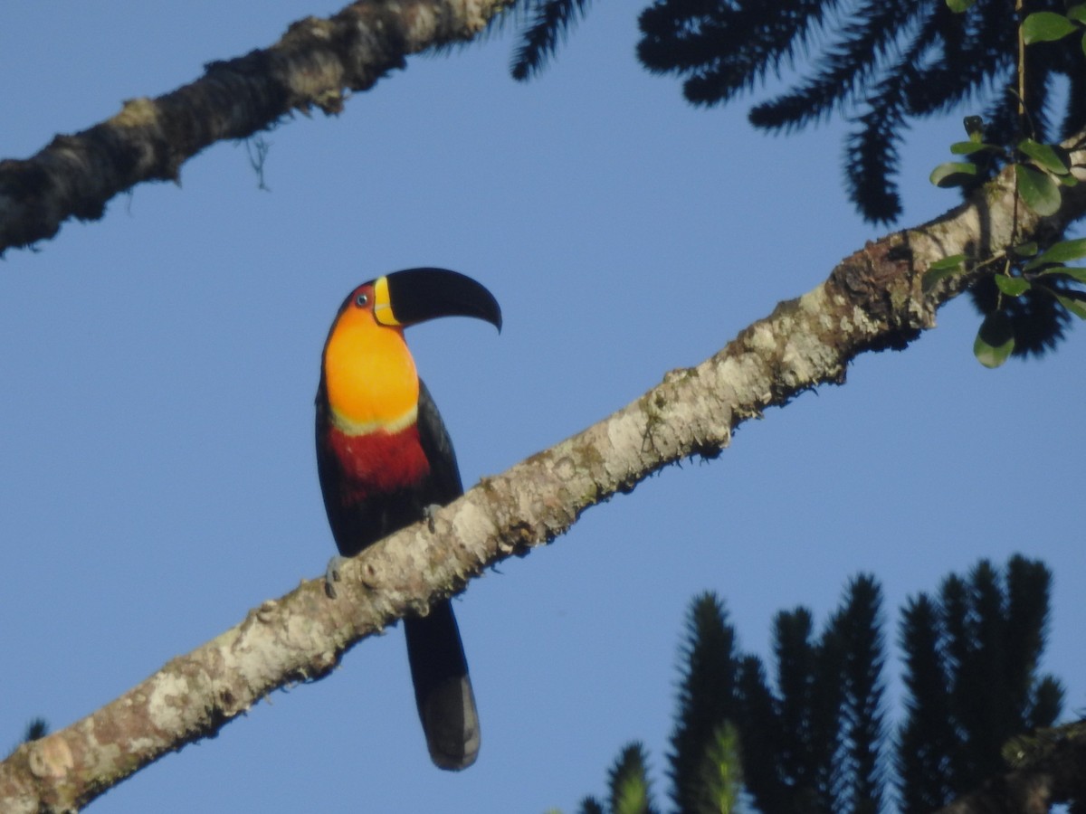 Red-breasted Toucan - ML618935192