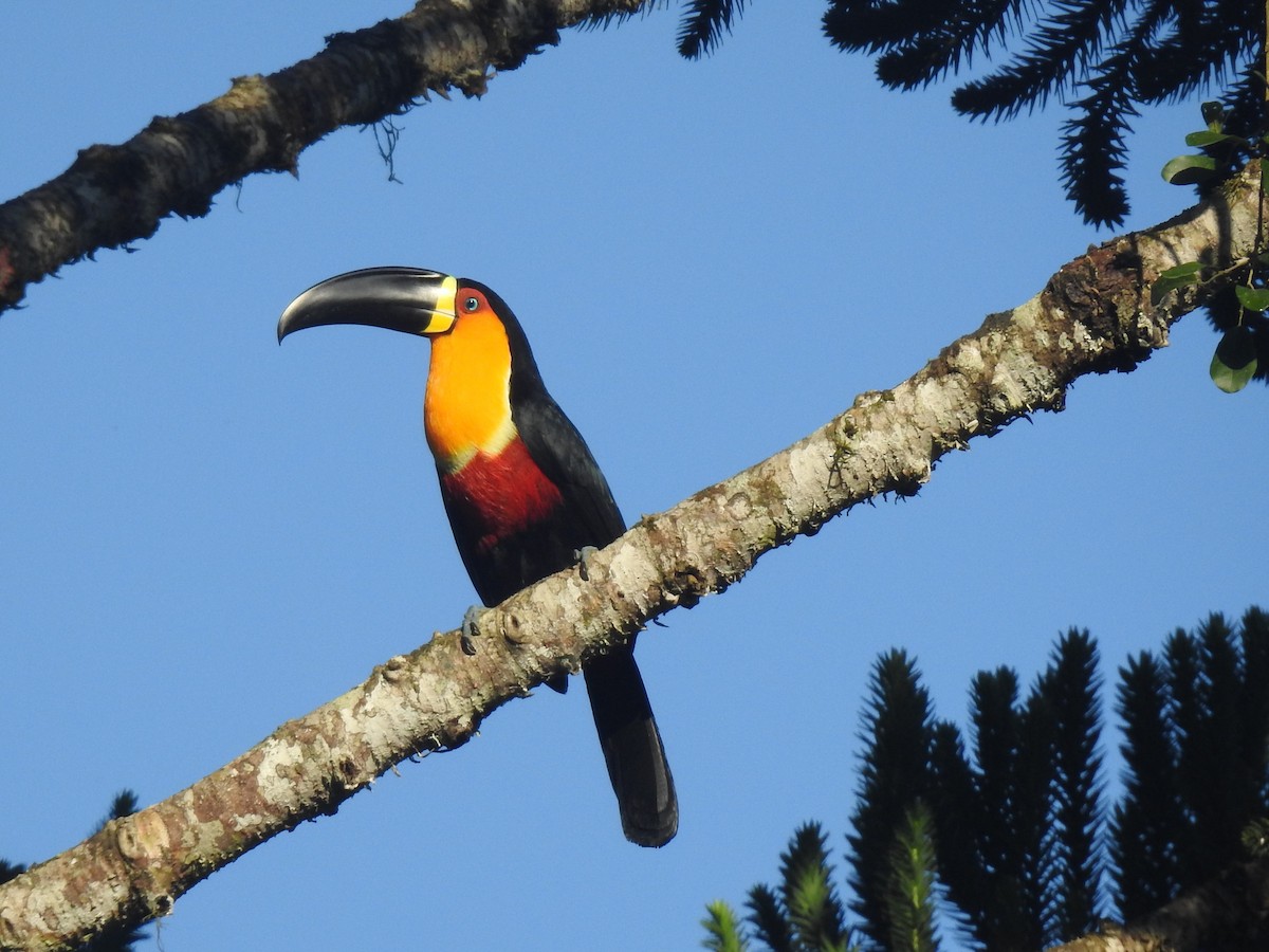 Red-breasted Toucan - Louis Imbeau