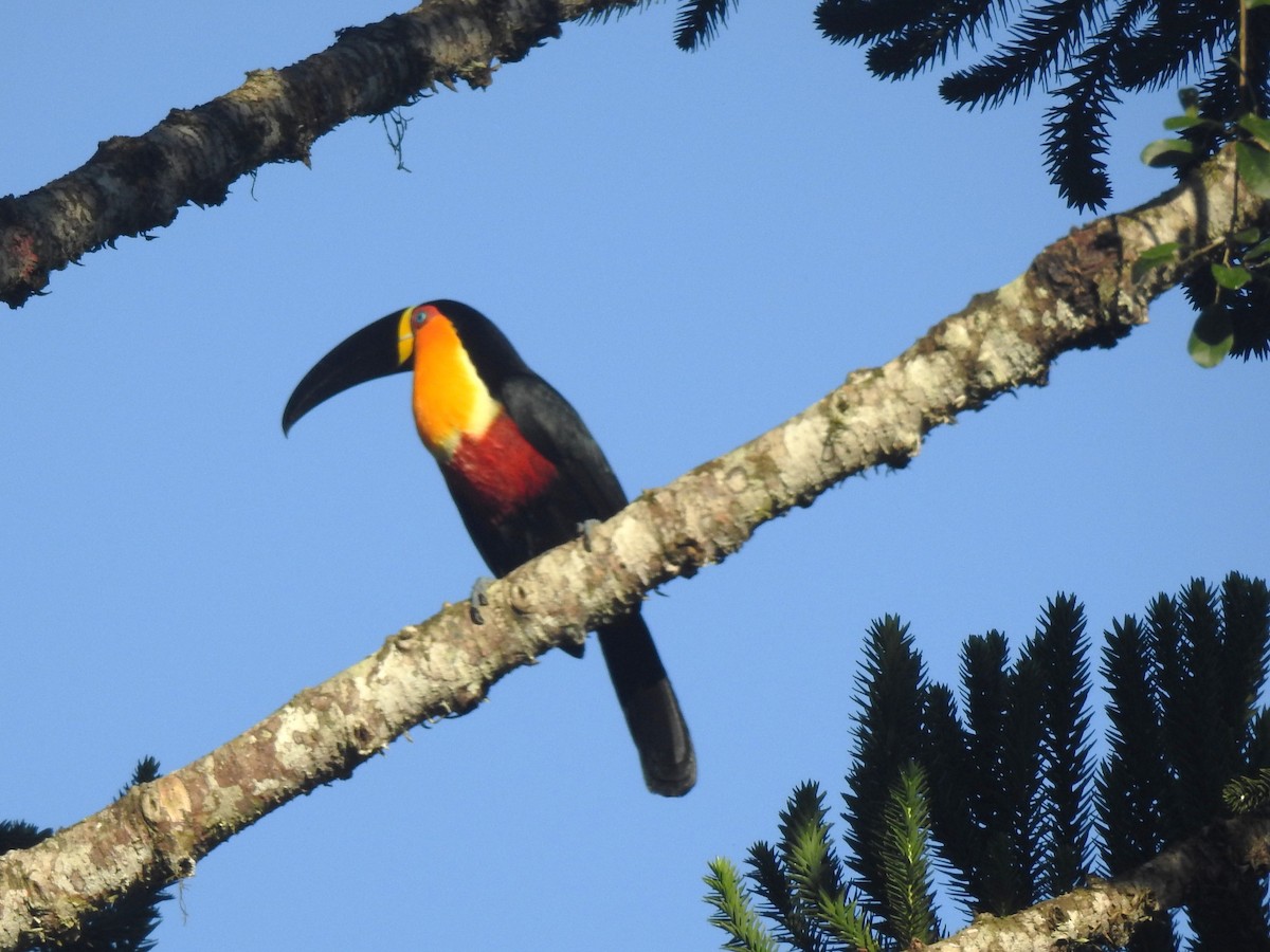 Red-breasted Toucan - ML618935194