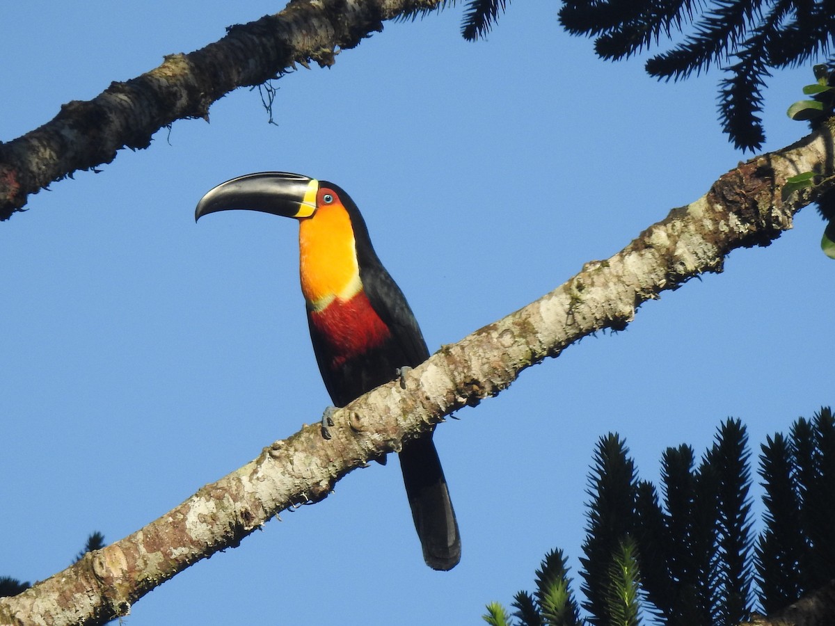 Red-breasted Toucan - ML618935195