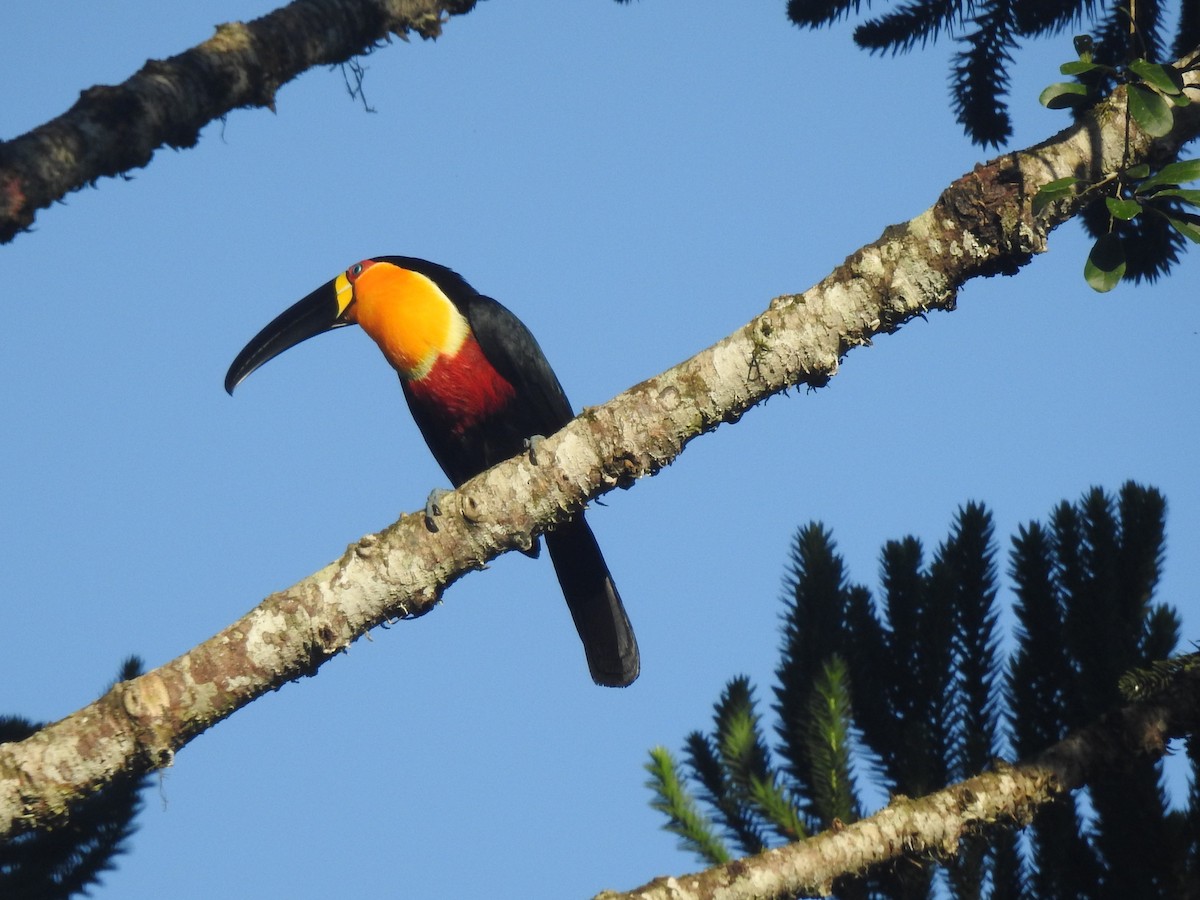 Red-breasted Toucan - ML618935196