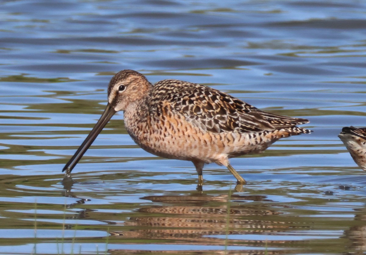 Long-billed Dowitcher - ML618935219