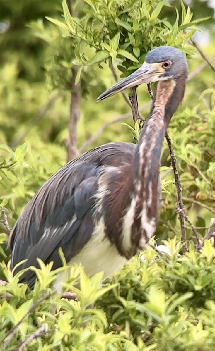 Tricolored Heron - Soule Mary