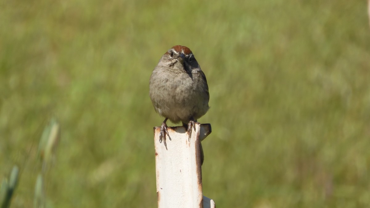 Rufous-crowned Sparrow - Nancy Bruce