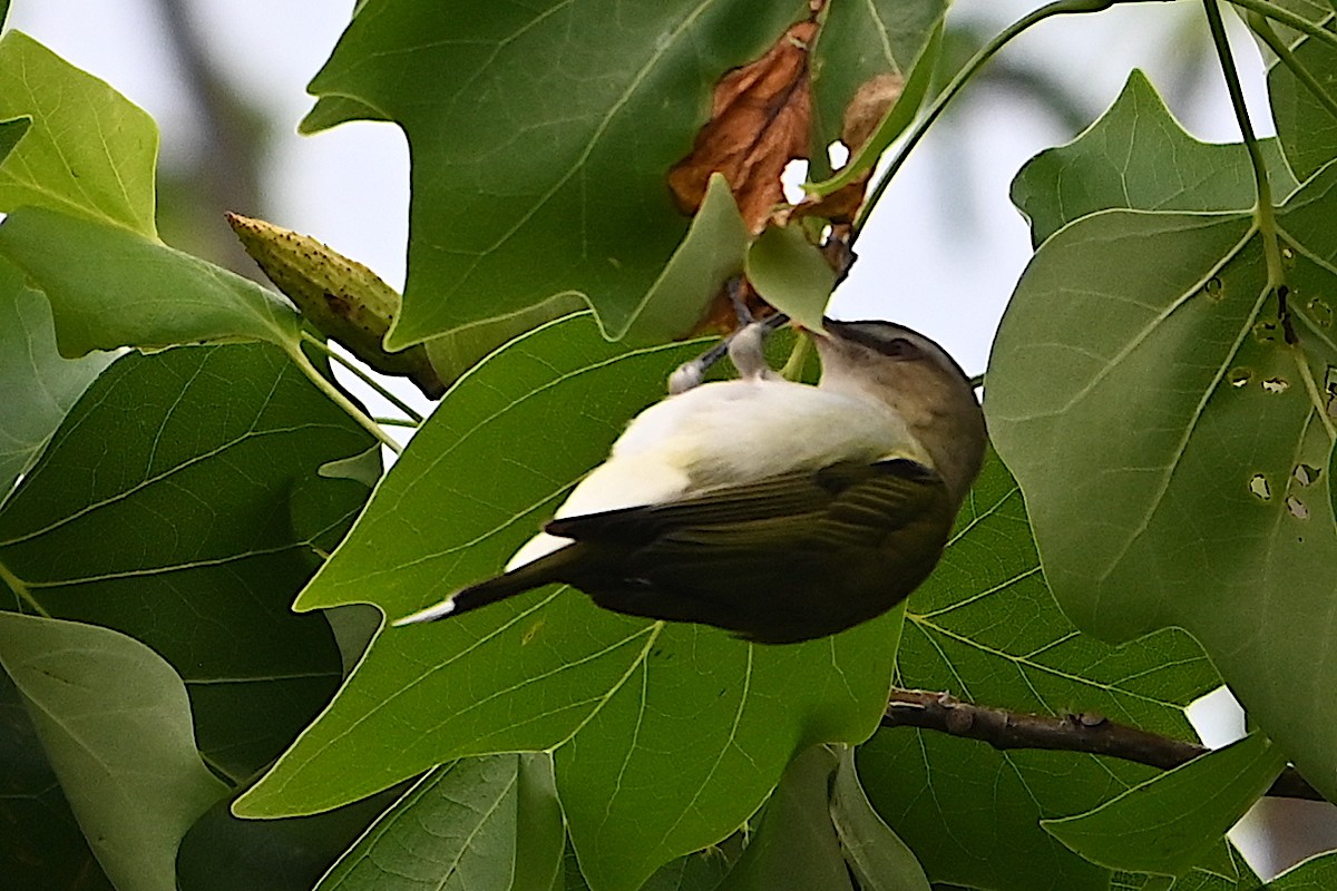 Red-eyed Vireo - Chad Ludwig