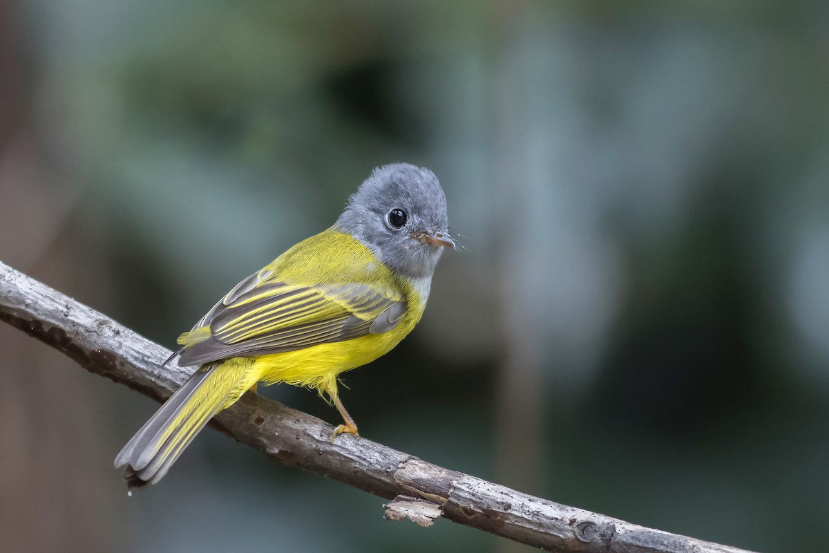 Gray-headed Canary-Flycatcher - ML618935239