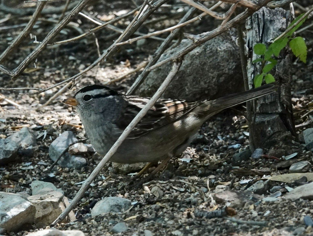 White-crowned Sparrow (Gambel's) - Rick Taylor