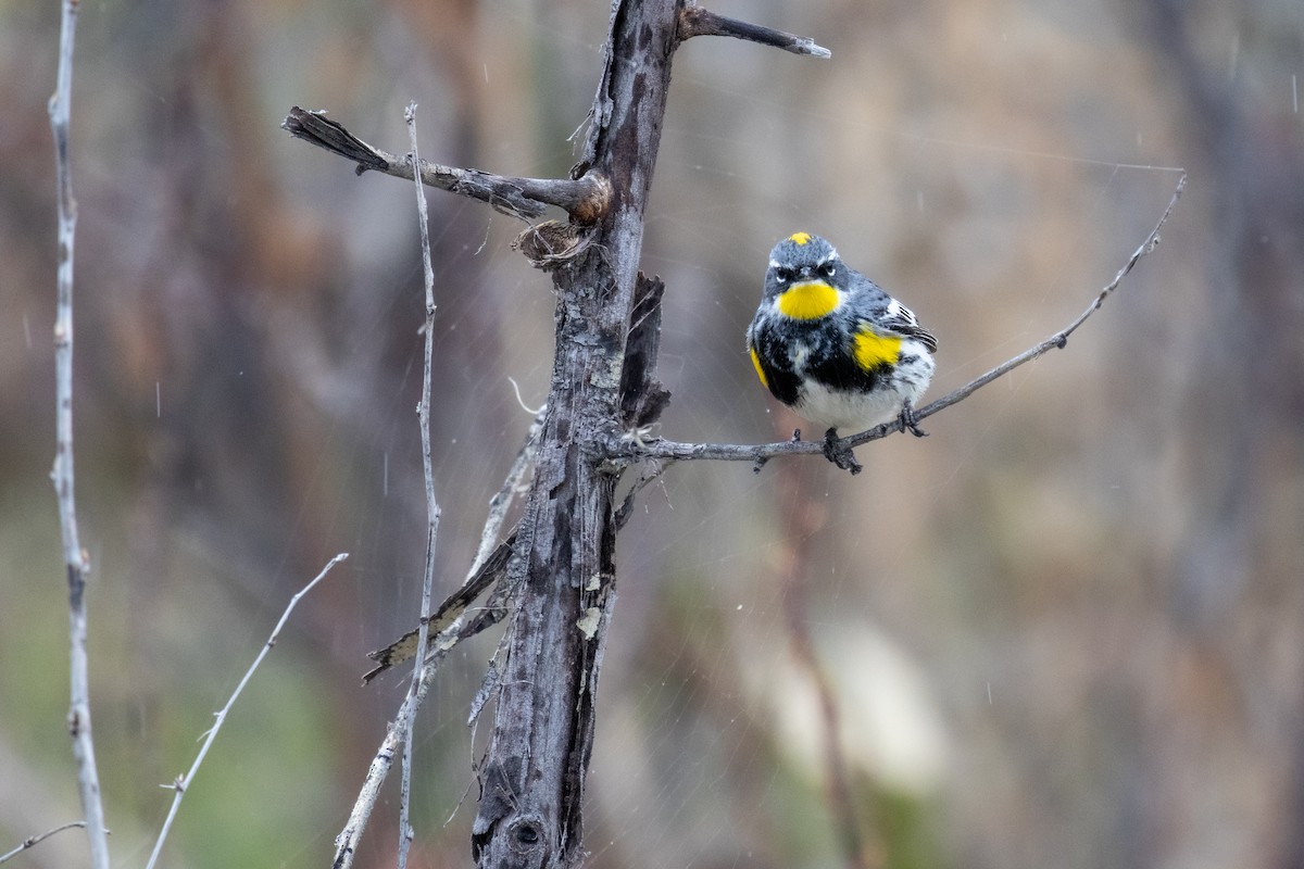 Yellow-rumped Warbler (Myrtle x Audubon's) - ML618935267