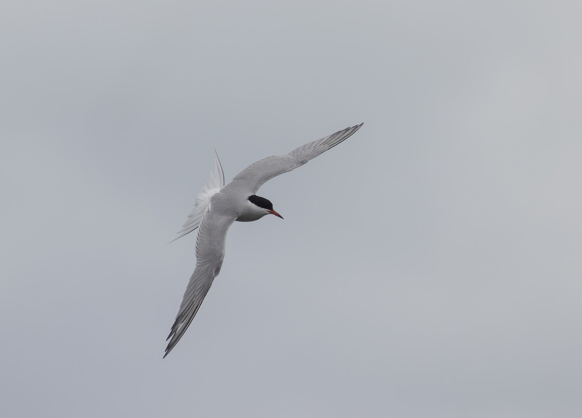 Common Tern - ML618935268