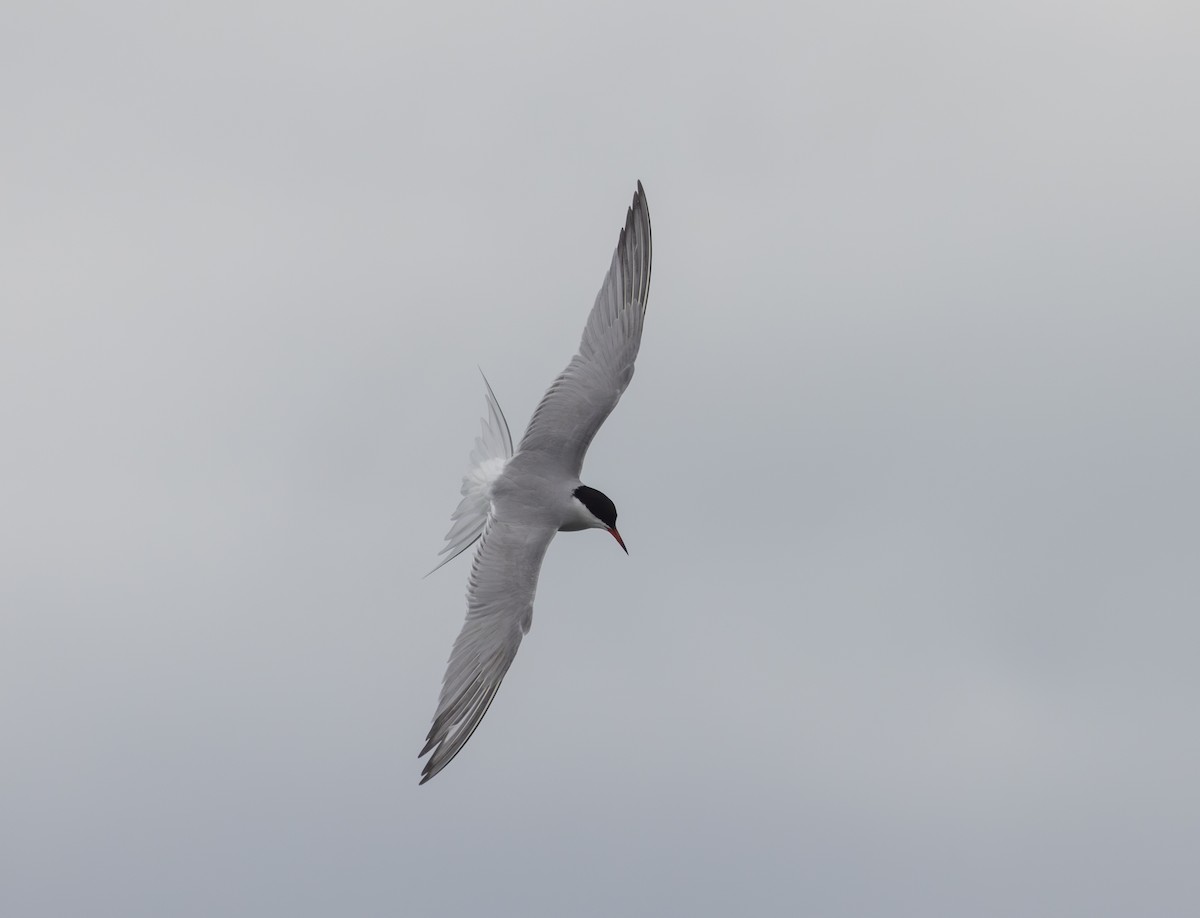 Common Tern - ML618935269