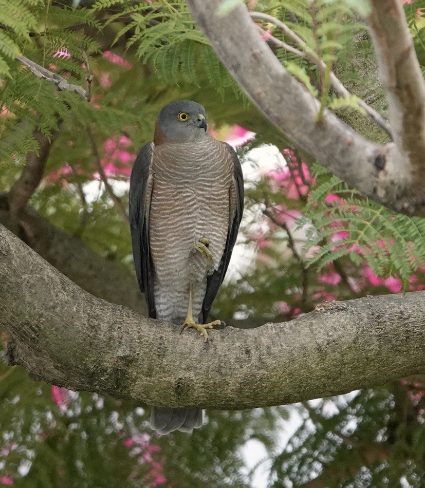Collared Sparrowhawk - Snotty Foster