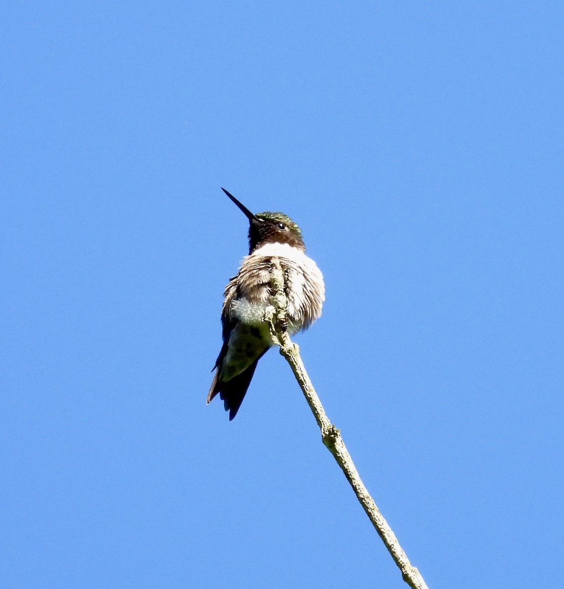 Ruby-throated Hummingbird - ML618935306
