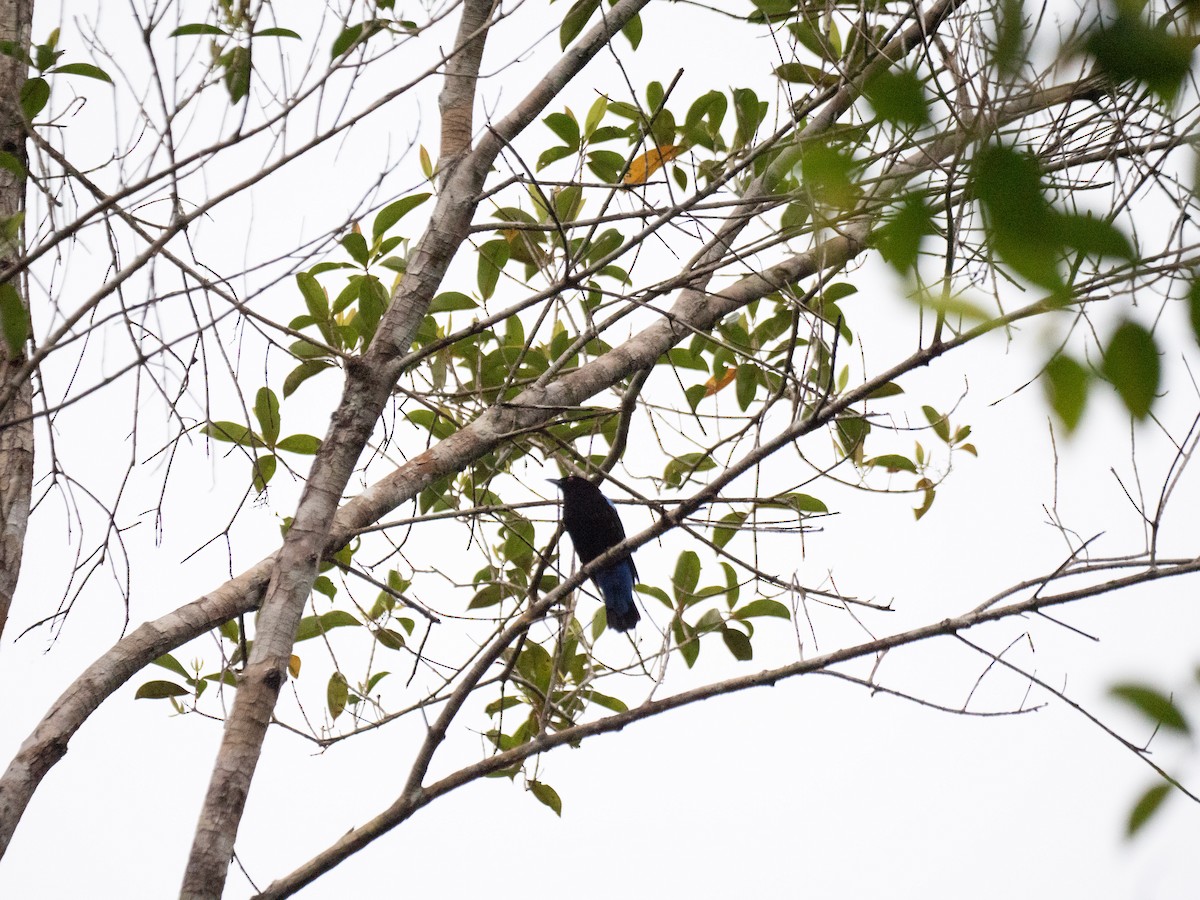 Asian Fairy-bluebird - ML618935331