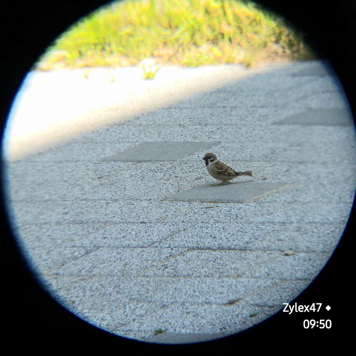 Eurasian Tree Sparrow - ML618935428