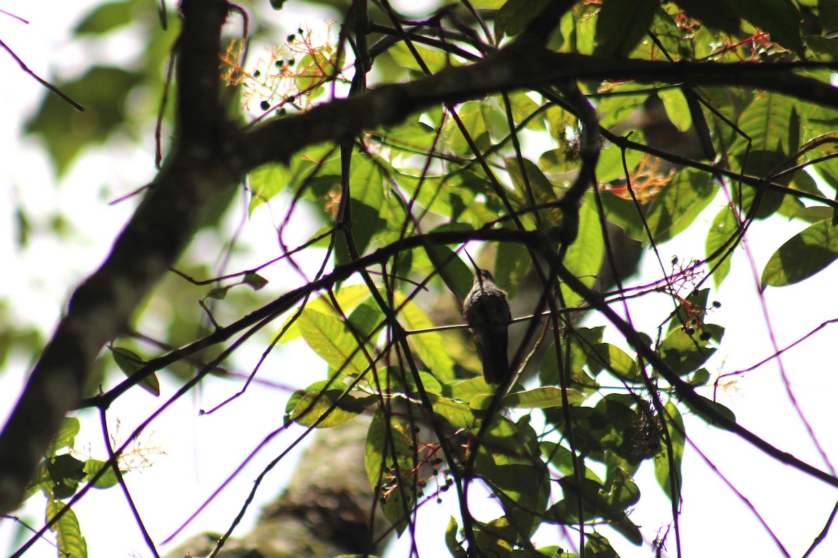 kolibřík zelenočelý - ML618935448