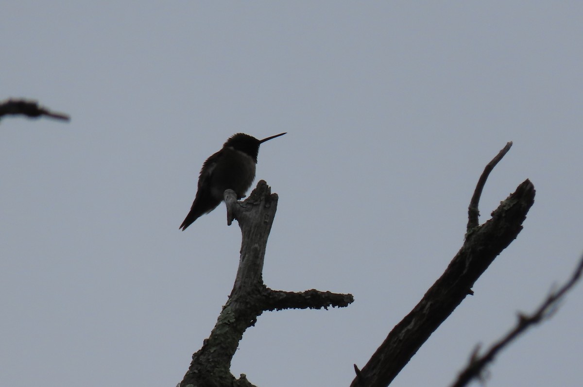 Ruby-throated Hummingbird - ML618935497