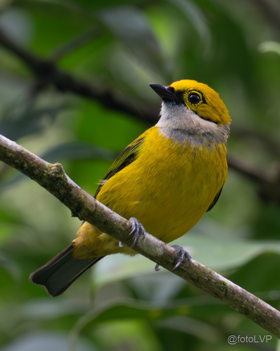 Silver-throated Tanager - ML618935499
