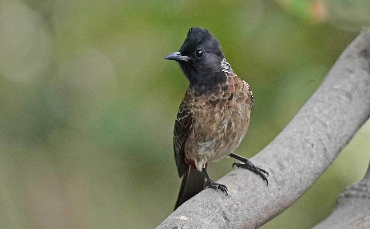 Red-vented Bulbul - ML618935500