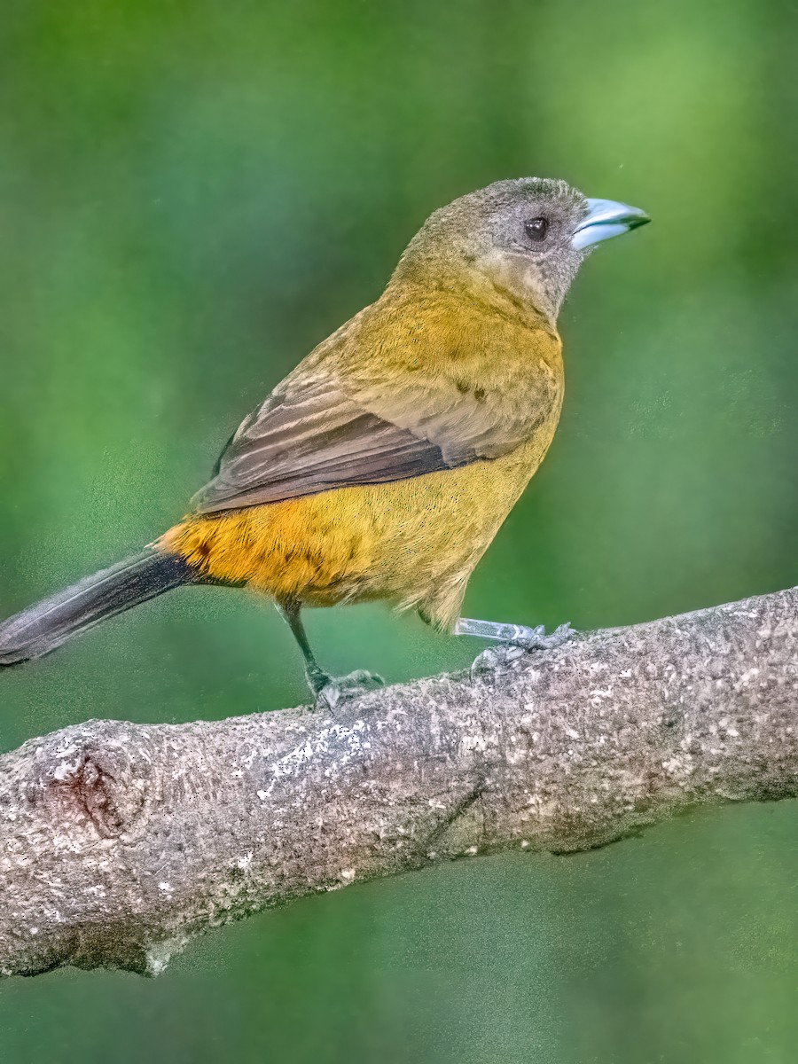 Scarlet-rumped Tanager - ML618935505