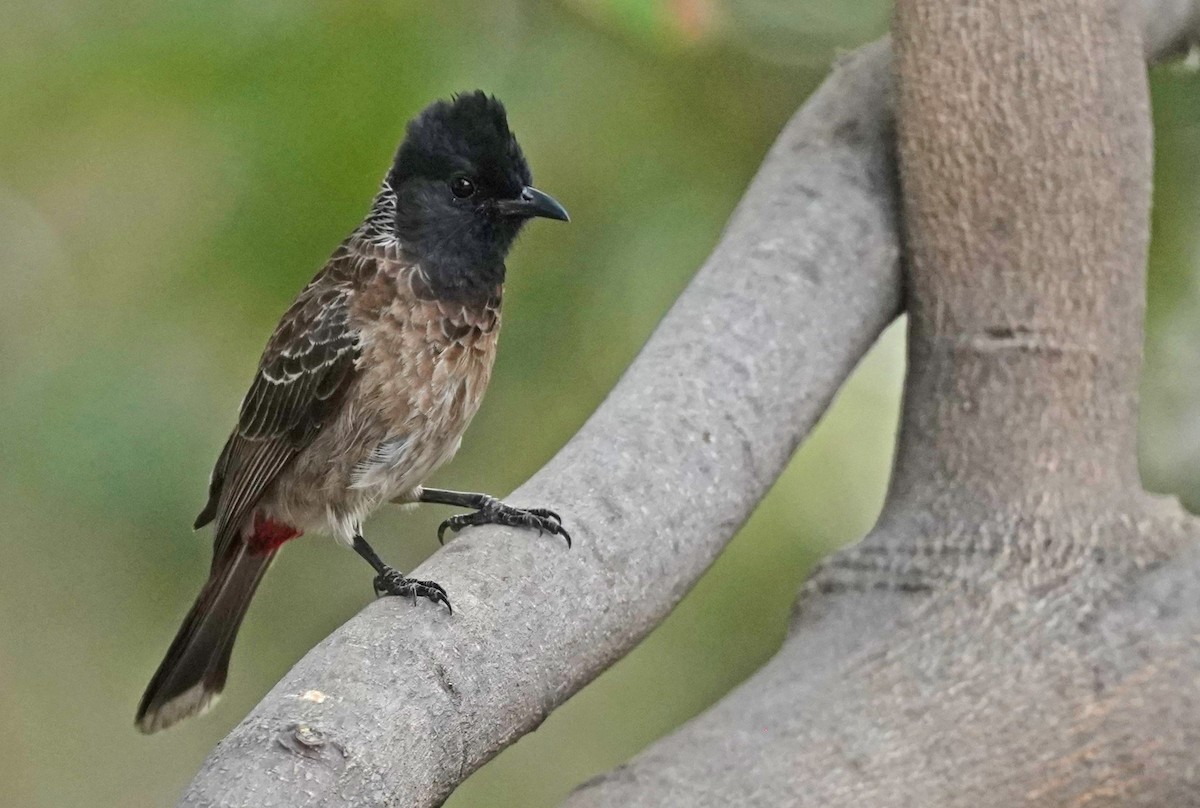 Red-vented Bulbul - ML618935514