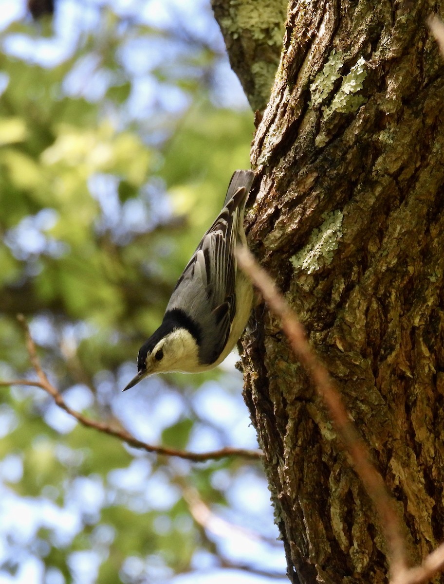White-breasted Nuthatch - ML618935515