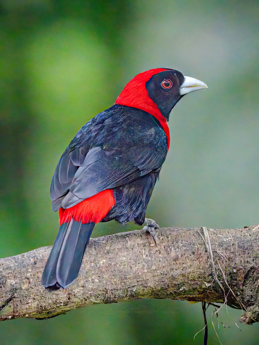 Scarlet-rumped Tanager - ML618935516