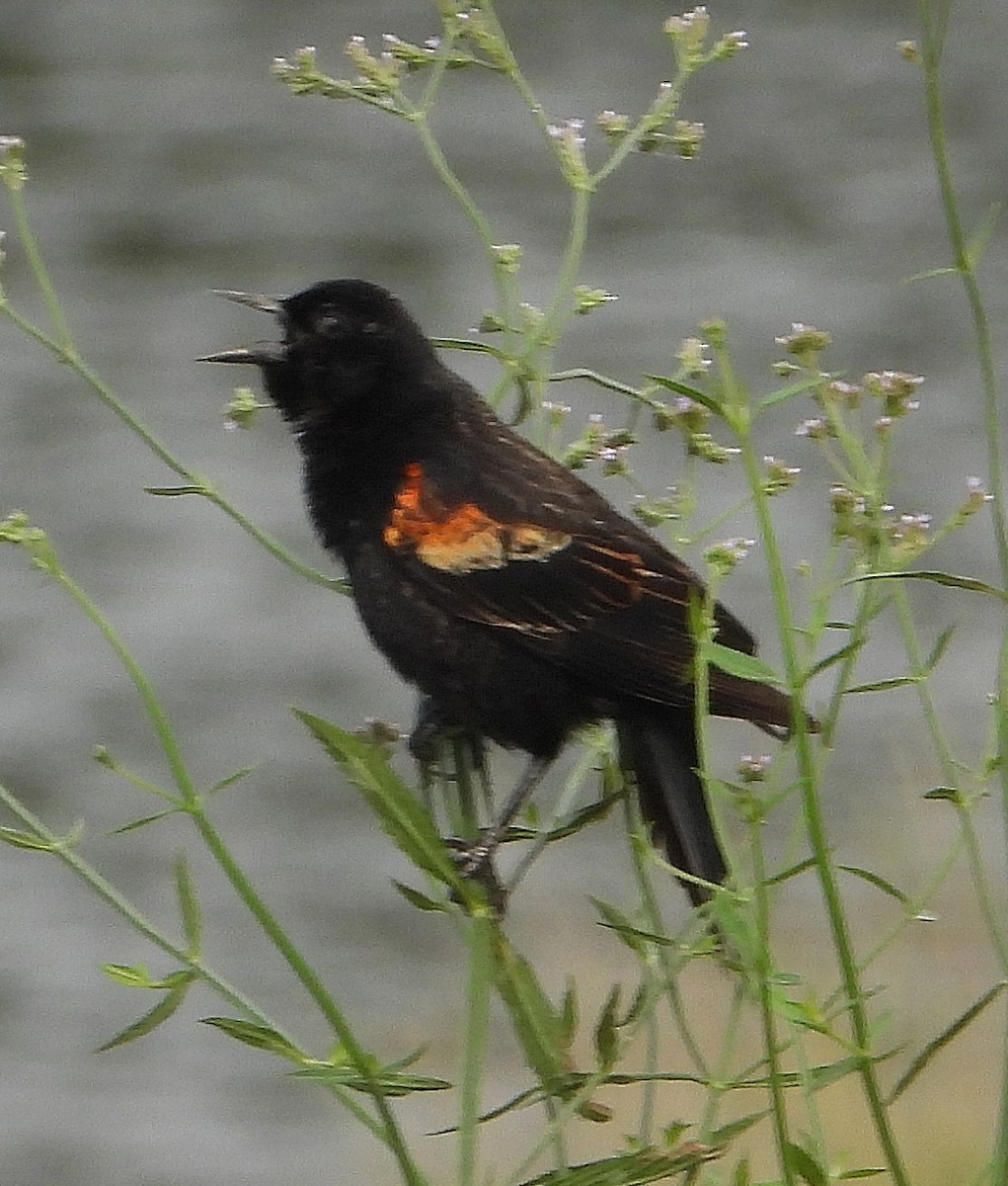 Red-winged Blackbird - Jay Huner