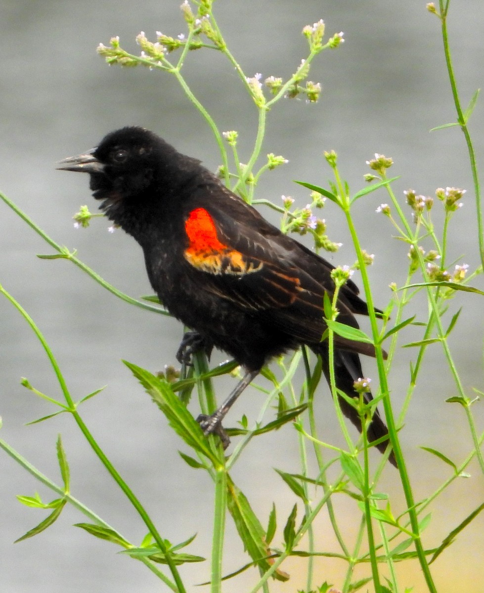 Red-winged Blackbird - ML618935557
