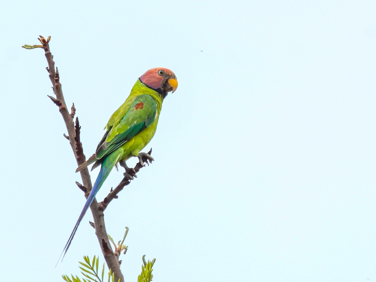 Plum-headed Parakeet - Vikram S