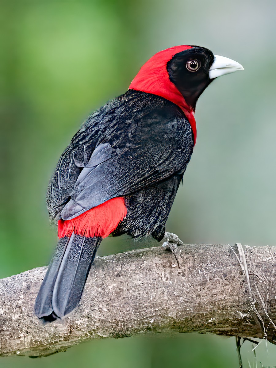 Scarlet-rumped Tanager - ML618935600