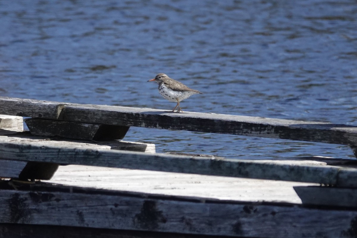 Spotted Sandpiper - Stacey Keefer