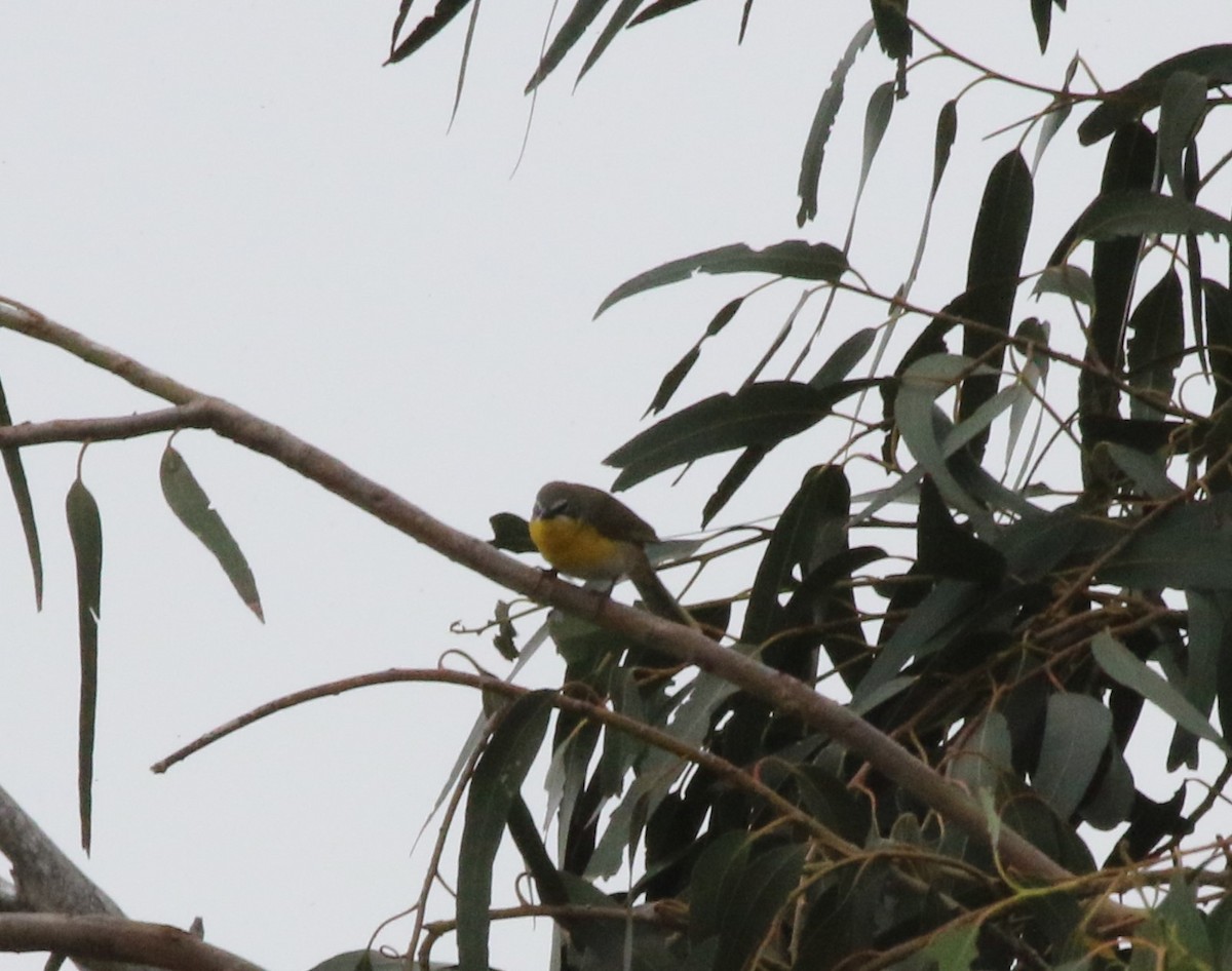 Yellow-breasted Chat - ML618935641