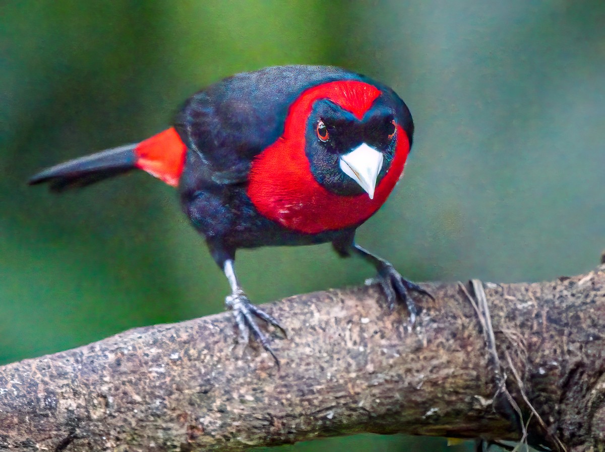 Scarlet-rumped Tanager - ML618935642