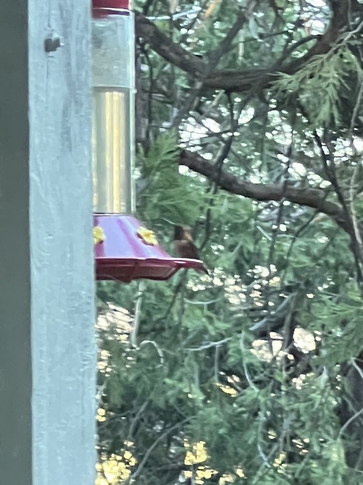 Rufous Hummingbird - ML618935663