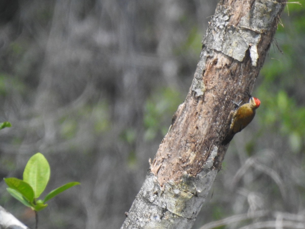 Red-stained Woodpecker - ML618935668